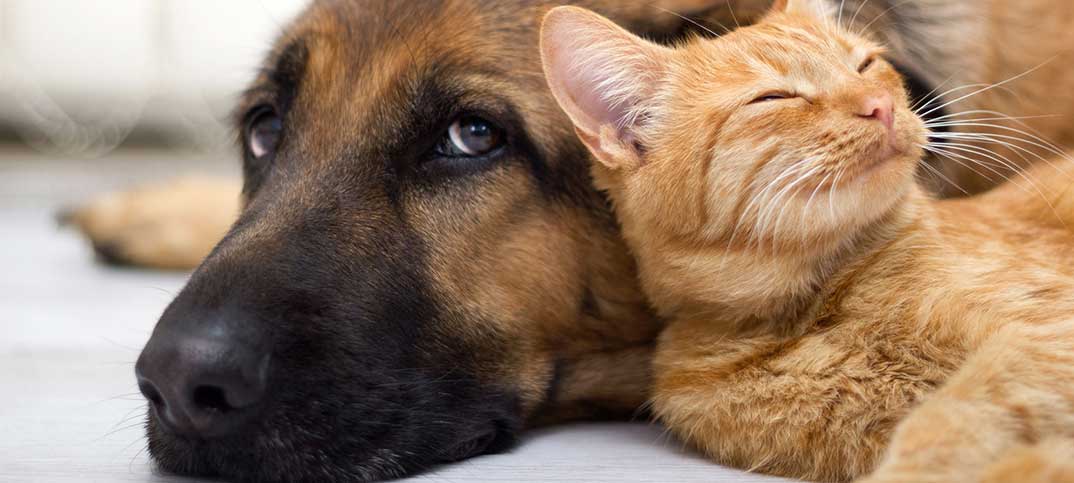 Quiz - Are You Actually a Dog or a Cat Person?