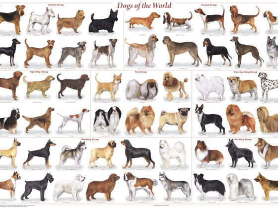 Which breed of dog should you get?