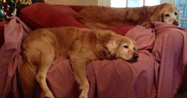 couch dogs