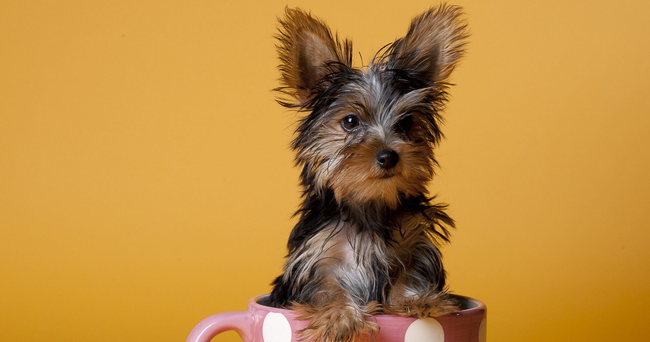 cute tea cup dogs