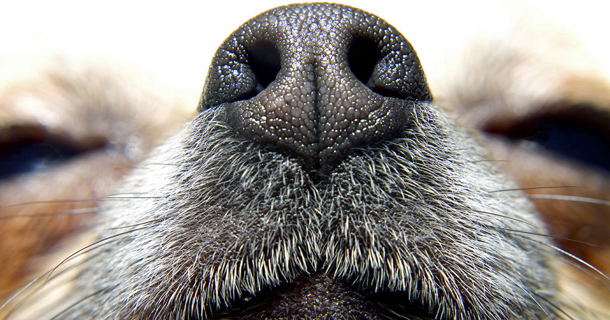 guess the dog by their nose