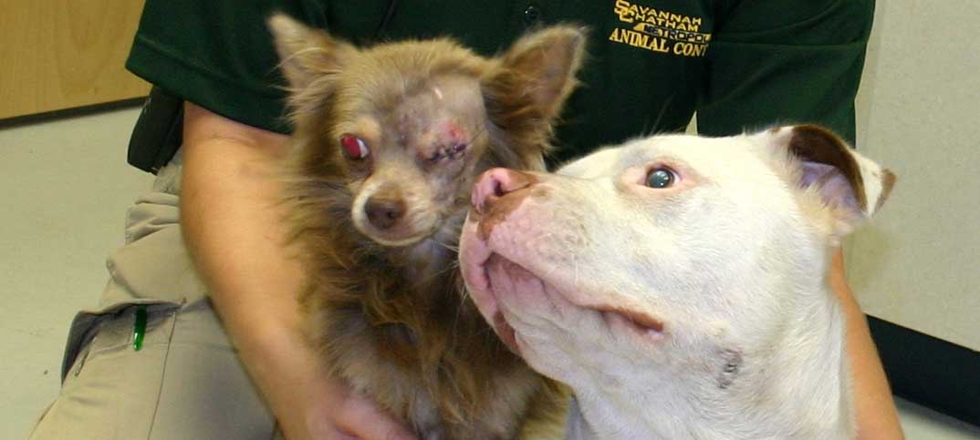 Inspirational - Joanie & Chachi - Pitbull Saves Chihuahua