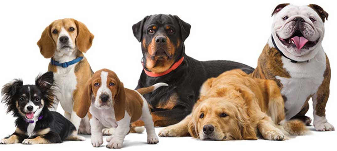 Quizzes - Which Dog Fits You Best
