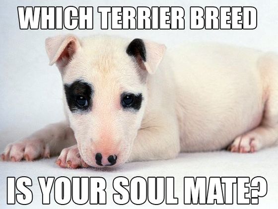 which terrier